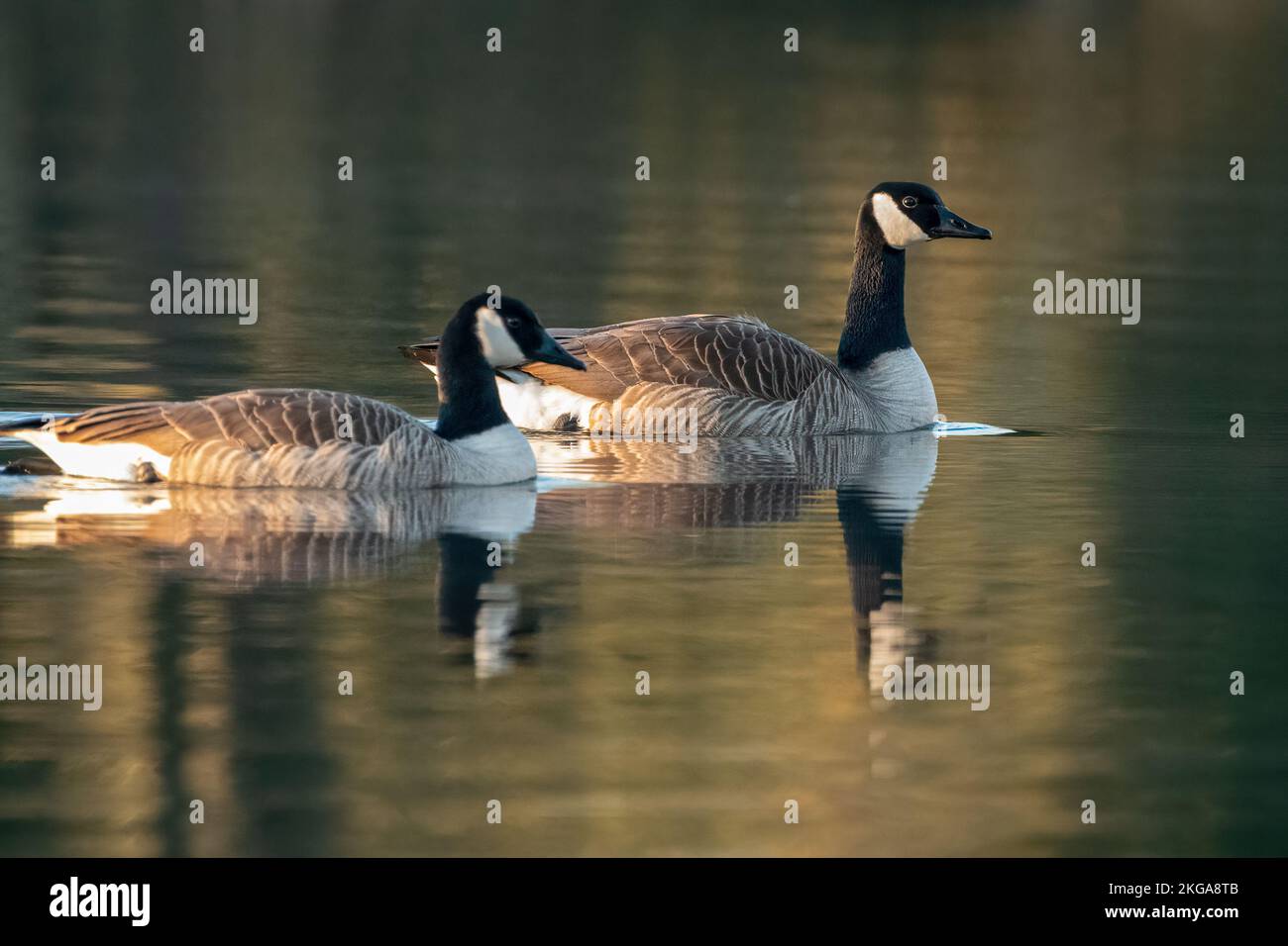 Kanadische Gänse (Branta canadensis), die am frühen Morgen auf einem See schwimmen, Norfolk, Großbritannien Stockfoto