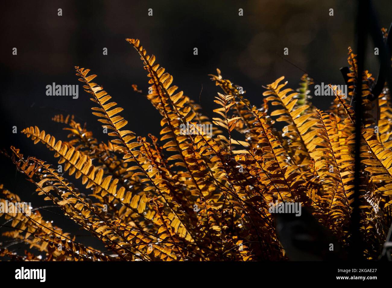 Boston Fern in Winterfarben Stockfoto