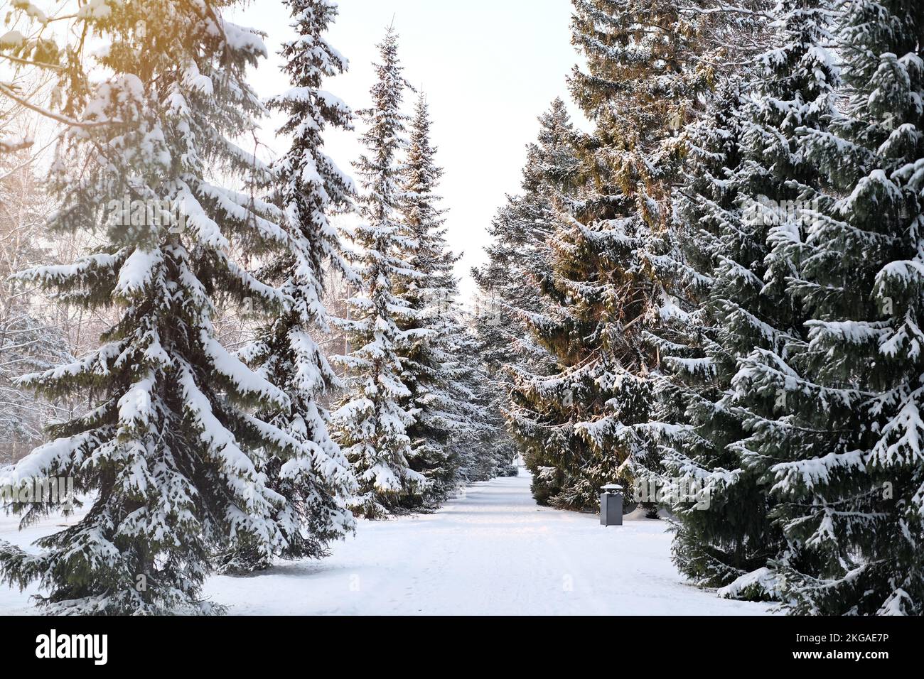 Wunderschöne Winterlandschaft mit Tannen bedeckt mit Schnee. Horizontales Video Stockfoto