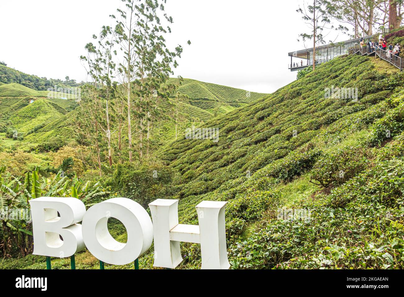 BOH Tea Centre in der Teeplantage Sungai Palas Tea Garden in Cameron Highland, Malaysia. Stockfoto