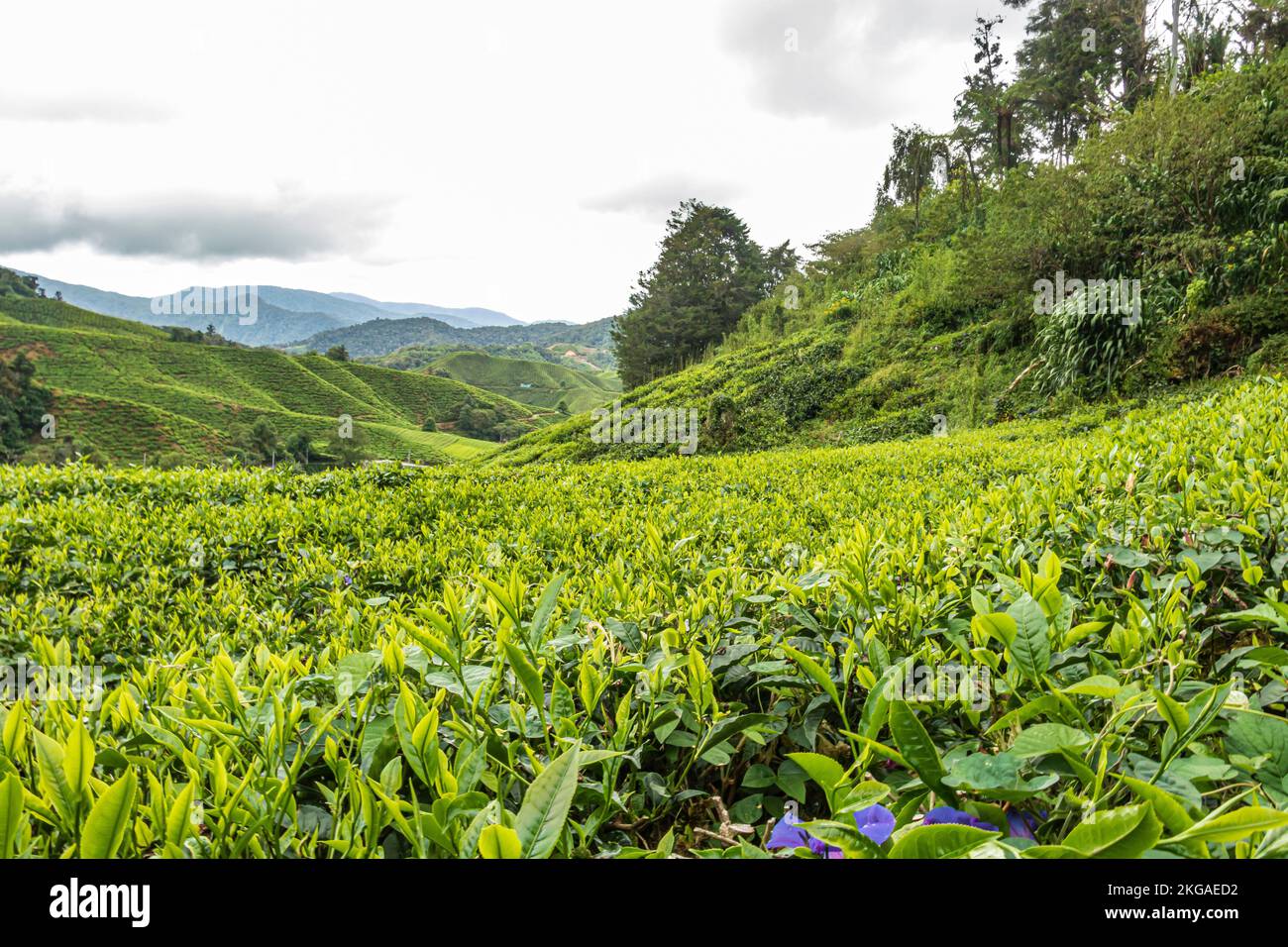 Teepflanzenbüsche auf der Teeplantage in Cameron Highlands, Malaysia. Stockfoto