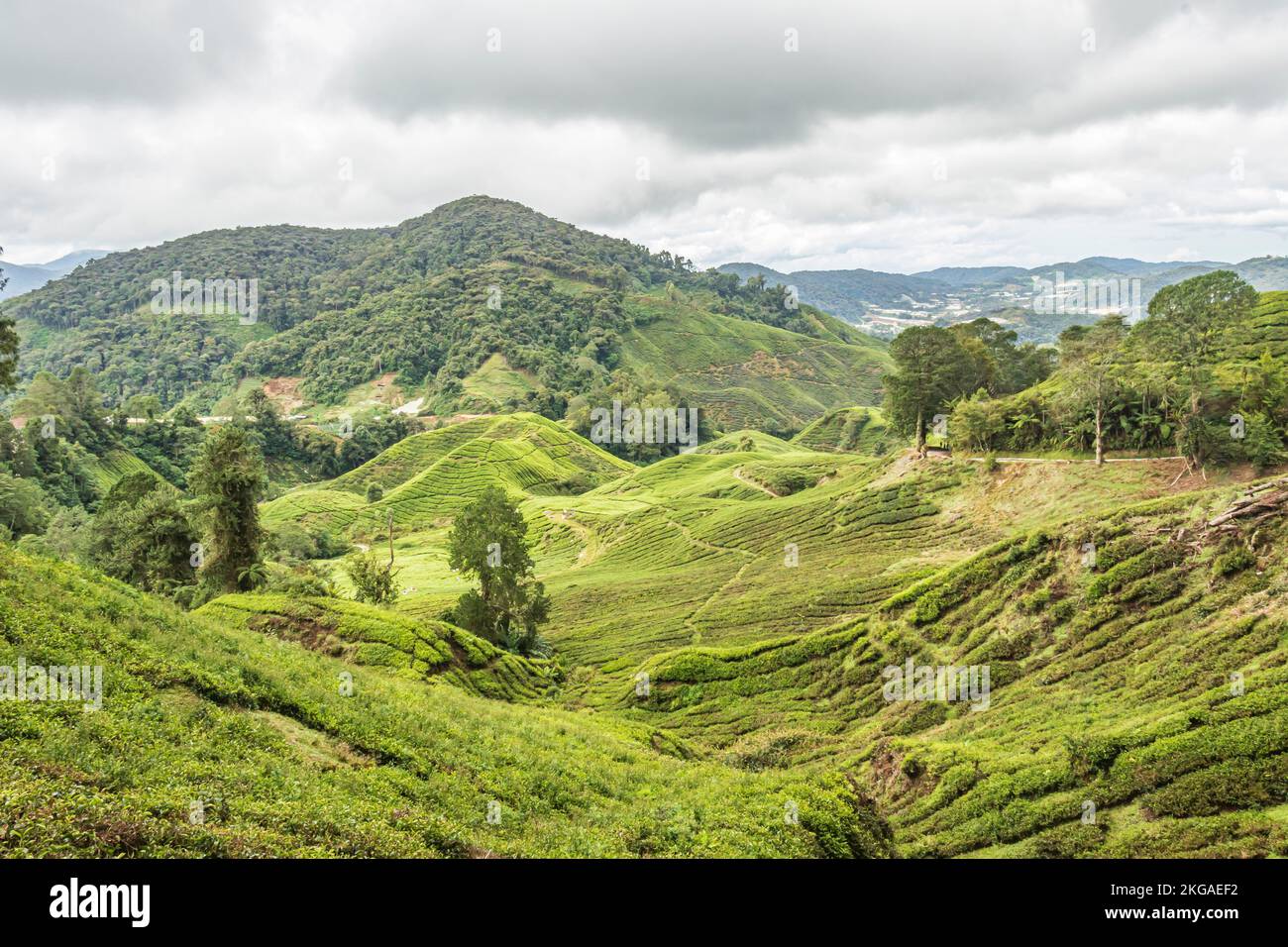 Landschaft der Teeplantage auf hügeligem Gelände in den Cameron Highlands, Malaysia. Stockfoto