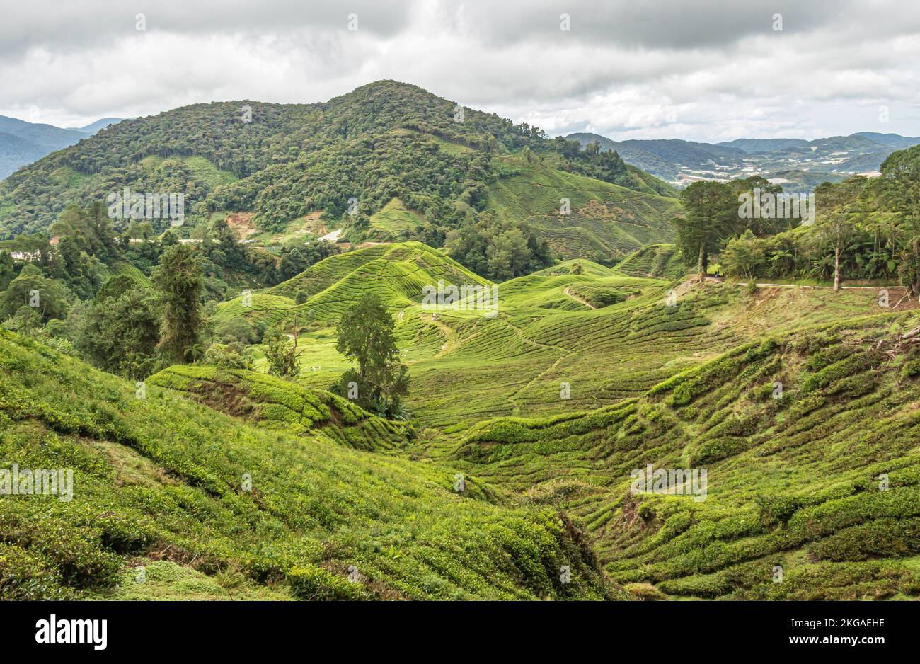 Landschaft der Teeplantage auf hügeligem Gelände in den Cameron Highlands, Malaysia. Stockfoto