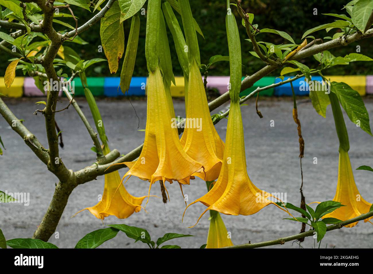 Blooming Angels Trompetenblumen oder Daturaflumen oder Brugmansia Aura in Cameron Highlands, Malaysia. Stockfoto