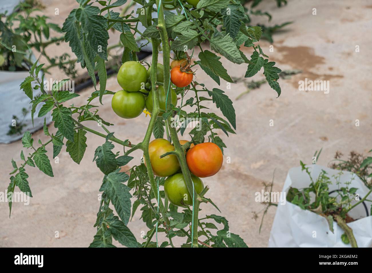Auf einem Bauernhof in der kälteren Region Cameron Highlands, Malaysia, wachsen Tomaten in verschiedenen Reifungsstadien auf Reben. Stockfoto