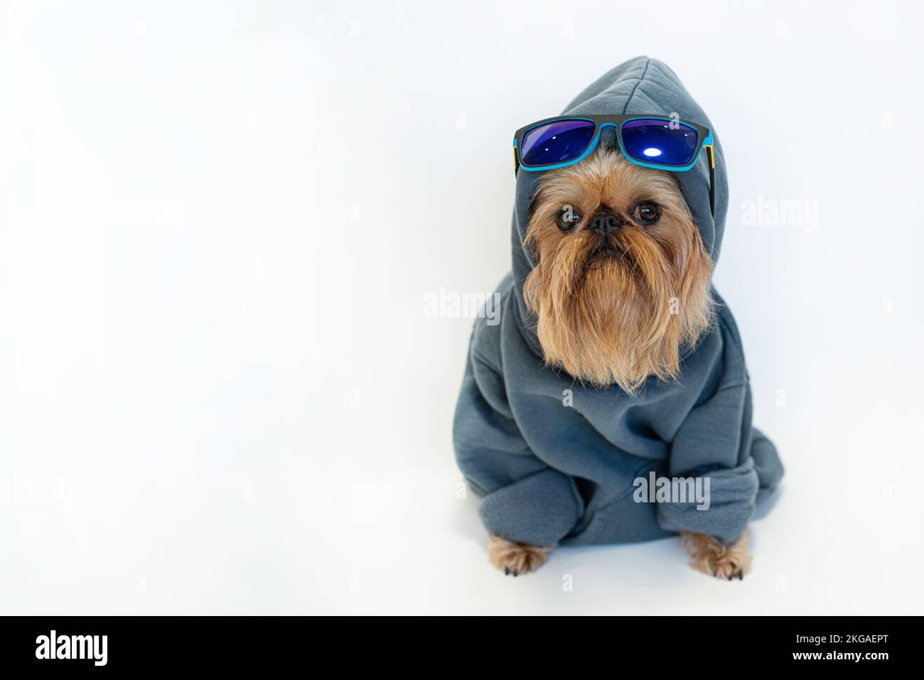 Schicker roter Hund mit Bart der Brüsseler Griffon-Rasse in einem grauen Kapuzenpulli, isoliert auf Weiß Stockfoto