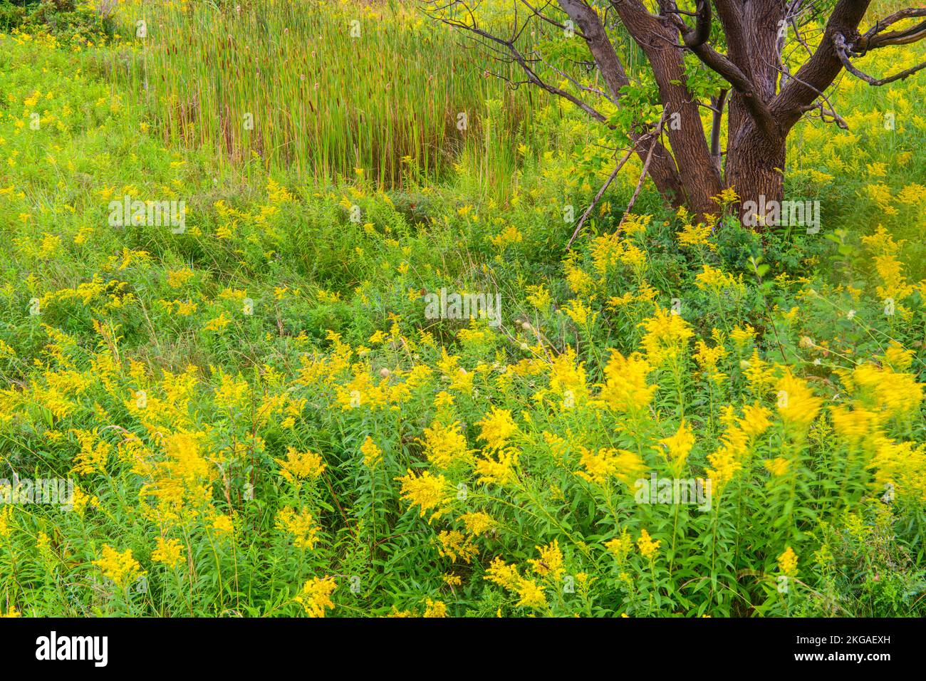 Blühende Goldröcke auf einem alten Feld, Sheguiandah, MANITOULIN Island, Ontario, Kanada Stockfoto