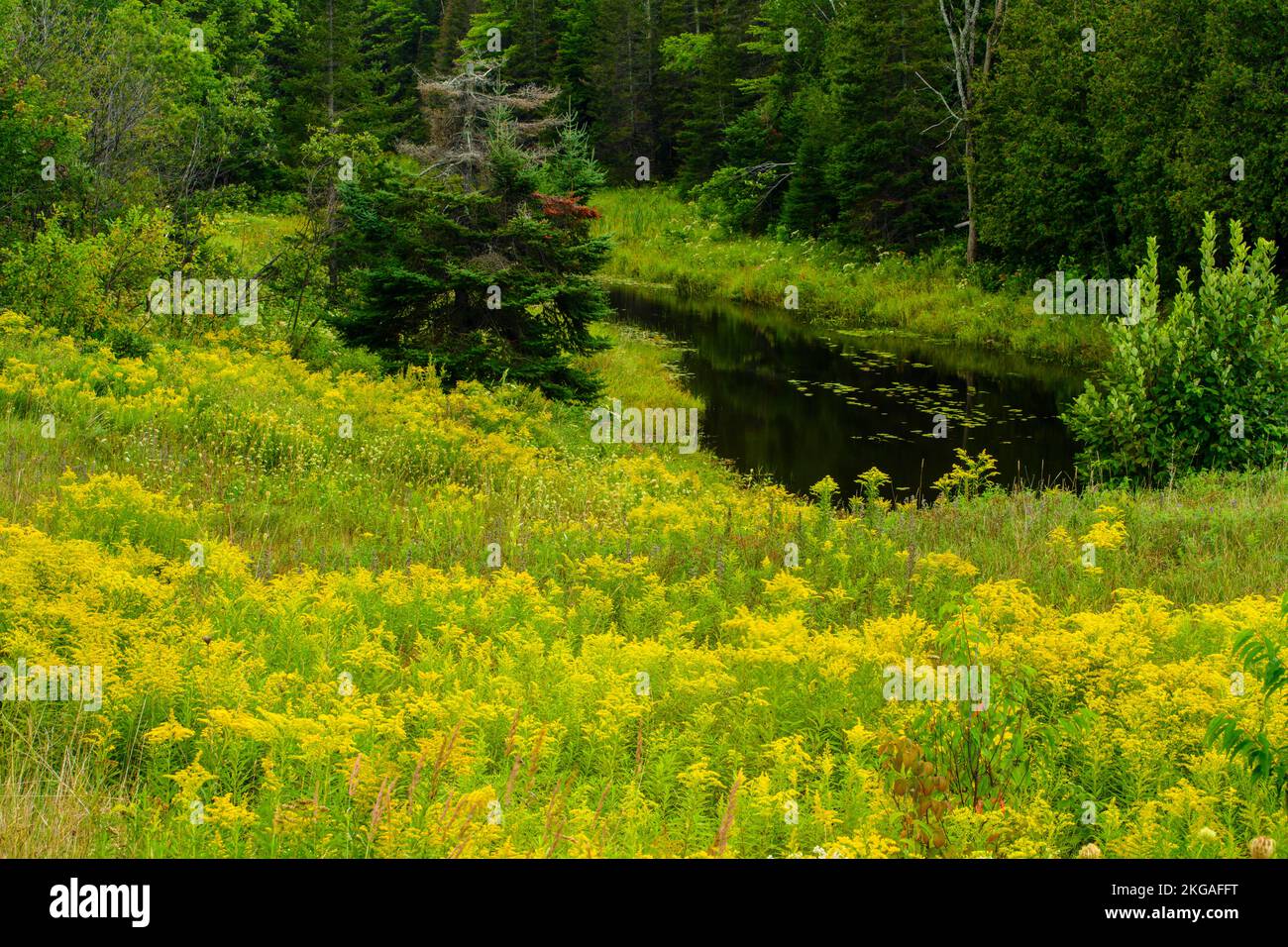 Blühende Goldröhre um einen Teich in einem Spätsommerfeld, Espanola, Ontario, Kanada Stockfoto