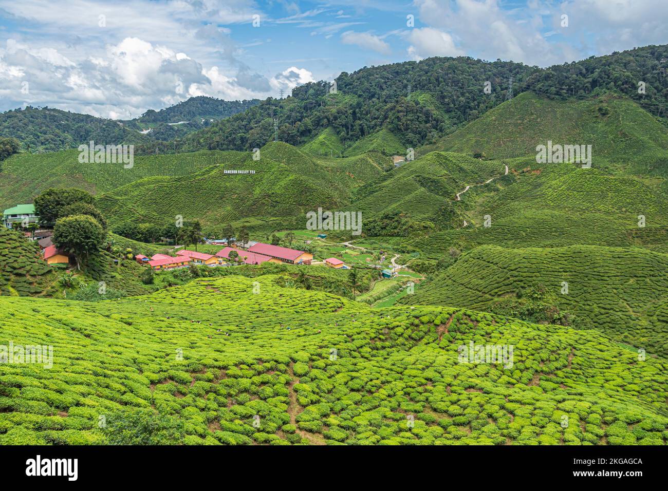 Der Blick auf die Teeplantage am Hang der Bharat Tea Plantation in Cameron Highland, Malaysia. Stockfoto