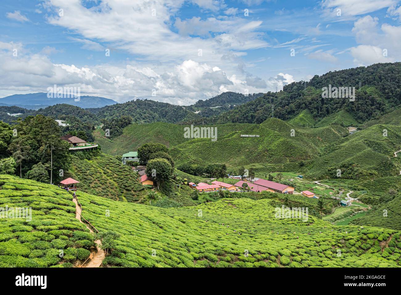 Der Blick auf die Teeplantage am Hang der Bharat Tea Plantation in Cameron Highland, Malaysia. Stockfoto