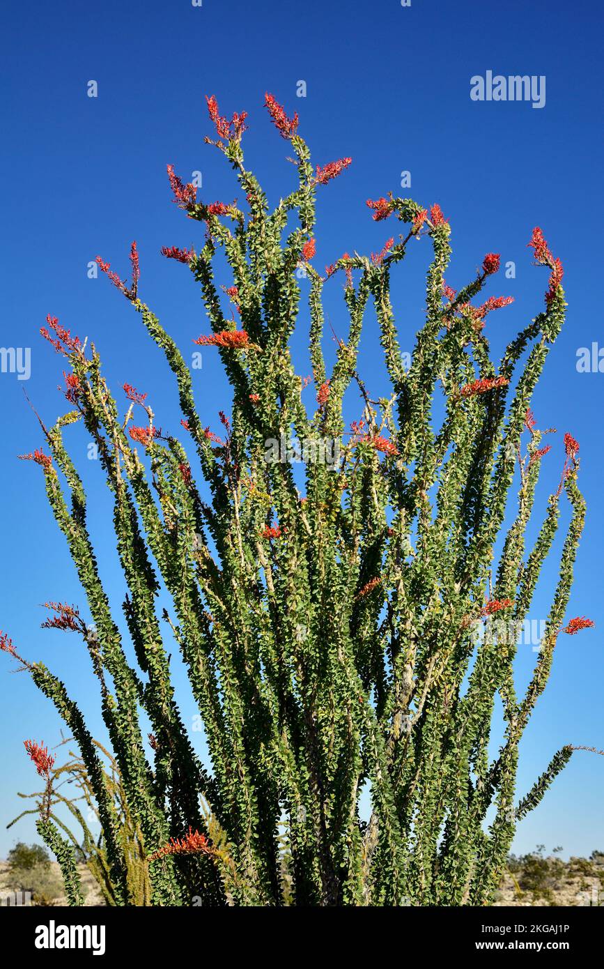 Wüstenlandschaft mit blühendem Ocotillo in Borrego Springs, Kalifornien Stockfoto