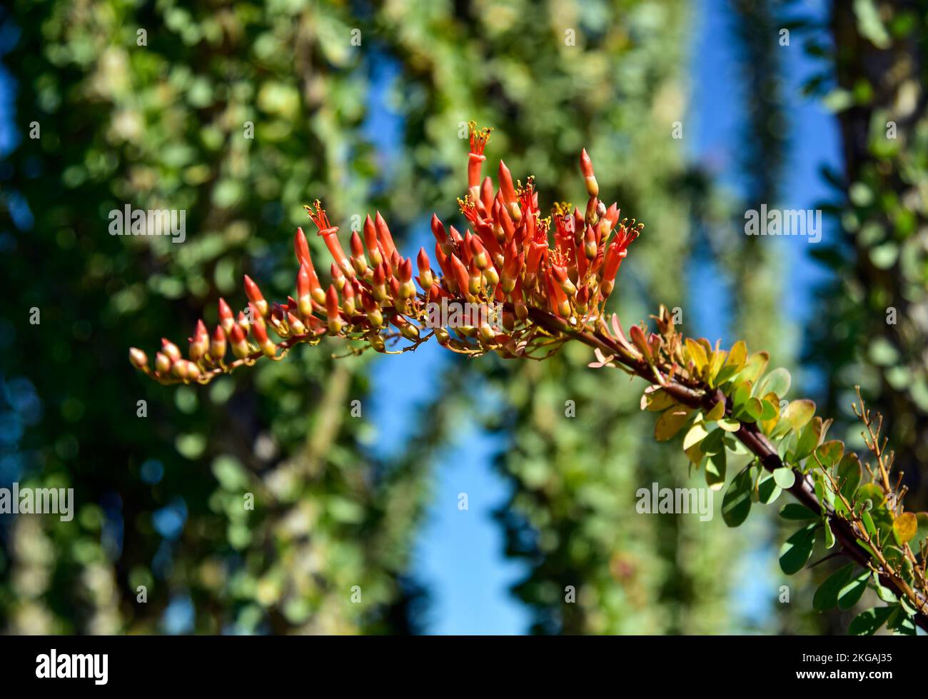 Wüstenlandschaft mit blühendem Ocotillo in Borrego Springs, Kalifornien Stockfoto