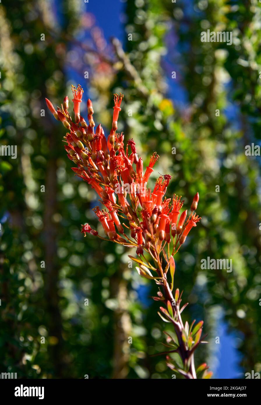 Wüstenlandschaft mit blühendem Ocotillo in Borrego Springs, Kalifornien Stockfoto