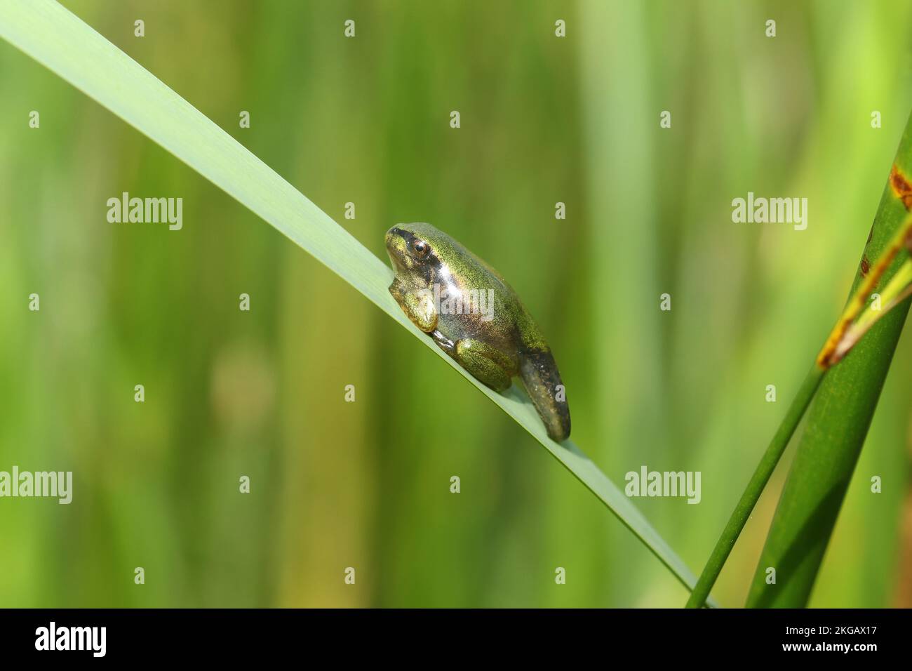 Europäischer Baumfrosch (Hyla arborea) Baby, Metamorphose zu einem echten Frosch noch nicht abgeschlossen, Schwanz noch deutlich sichtbar, Allgäu, Bayern, Deutschland, Europa Stockfoto
