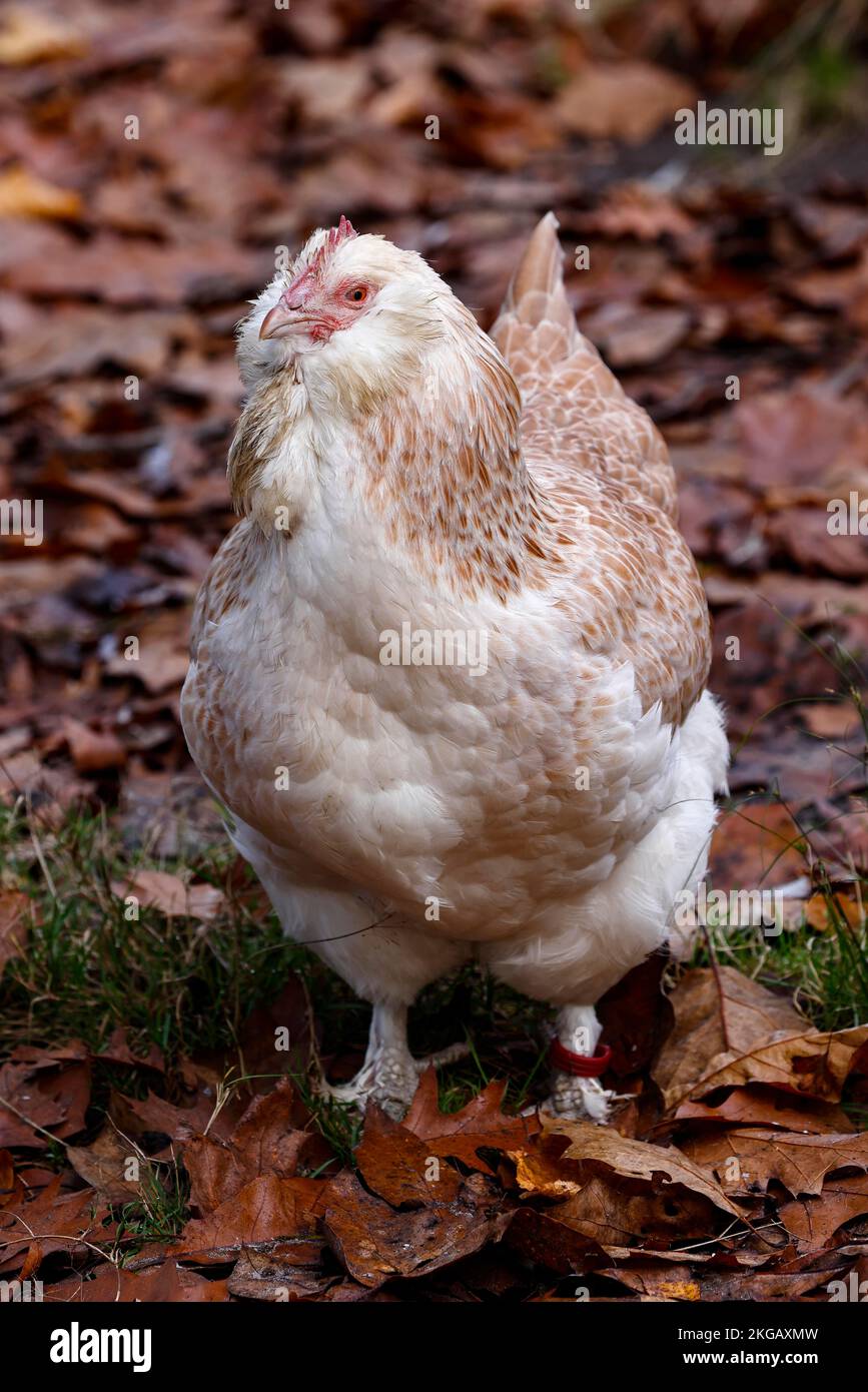 Deutsches Lachshähnchen, Hühnchen, seltenes altes Hähnchen (Gallus gallus domesticus) Schleswig-Holstein, Deutschland, Europa Stockfoto