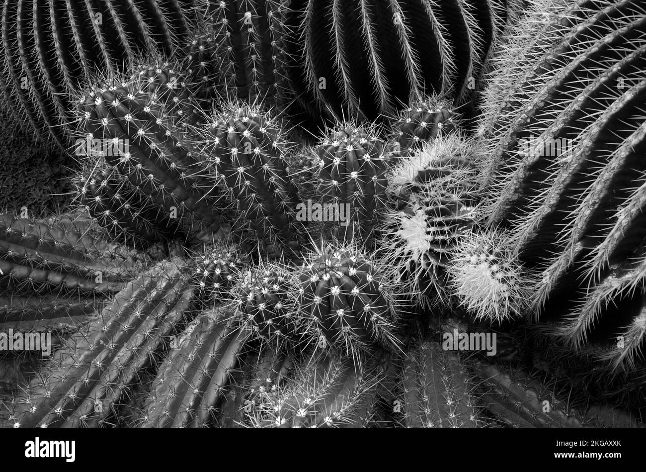 Kaktus goldener Barrel Kaktus (Echinocactus grusonii), auch Schwiegermütterkaktus, Mexiko, Mittelamerika Stockfoto