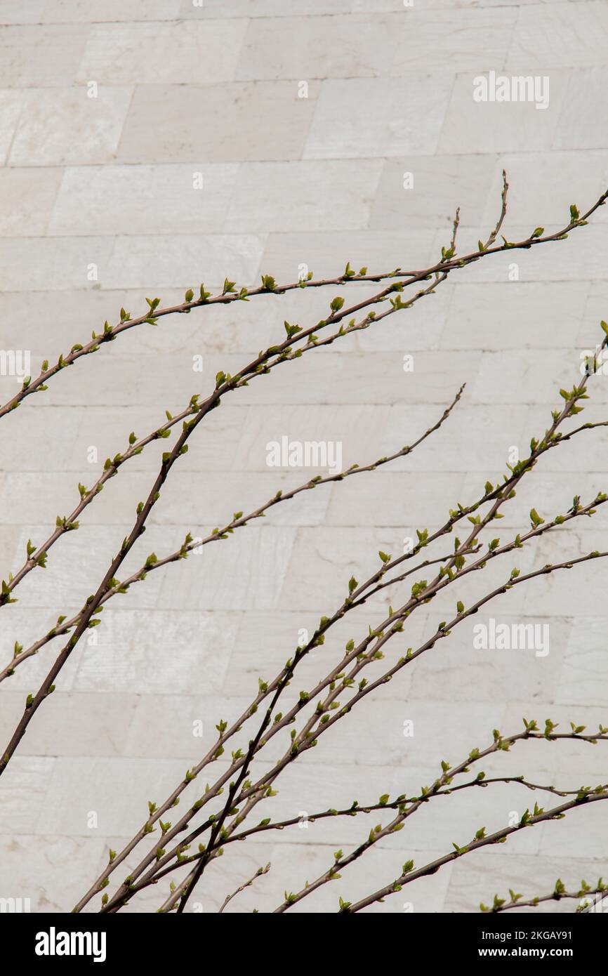 Grüne Pflanzen als Natur Hintergrund Textur Stockfoto