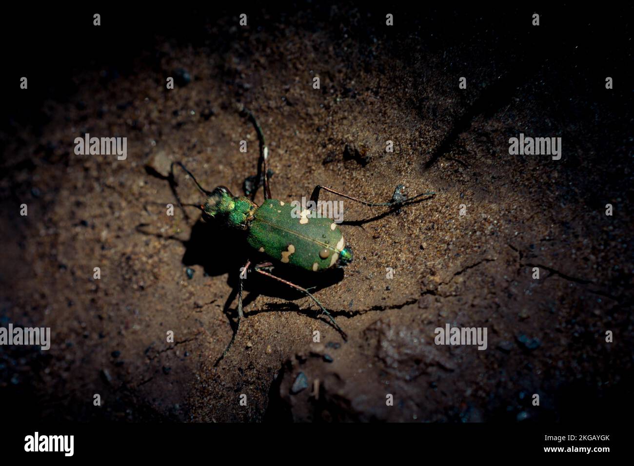 Insekten, die sich von einer Blume in der Natur ernähren Stockfoto