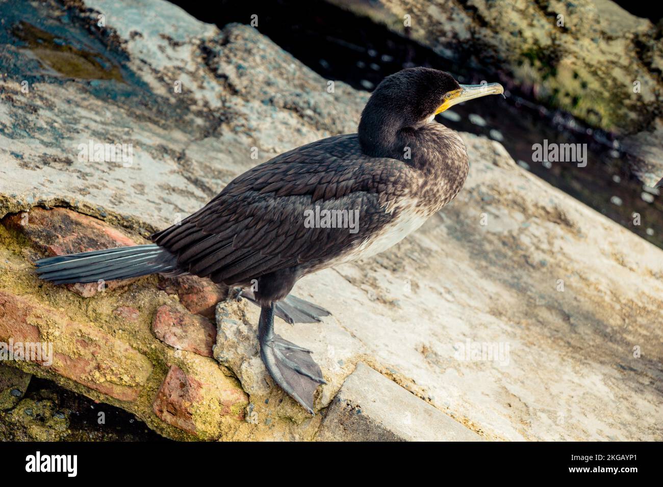 Süße Vogel als Bild der Tierwelt und Natur Stockfoto
