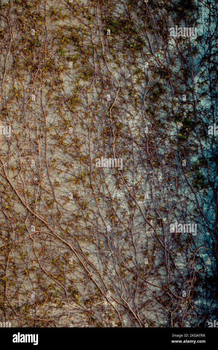 Grüne Pflanzen als Natur Hintergrund Textur Stockfoto