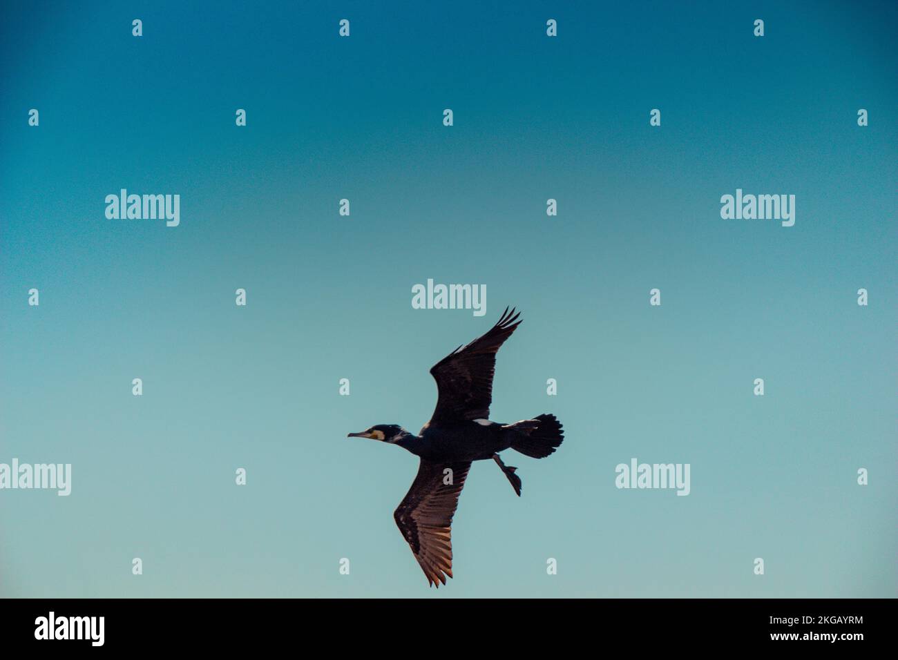 Süße Vogel als Bild der Tierwelt und Natur Stockfoto