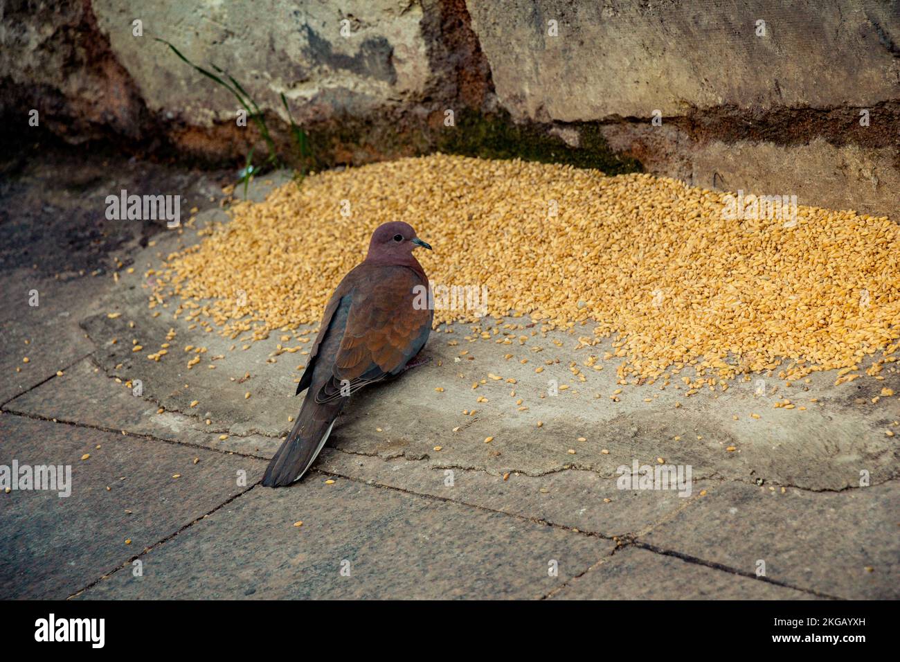 Süße Vogel als Bild der Tierwelt und Natur Stockfoto