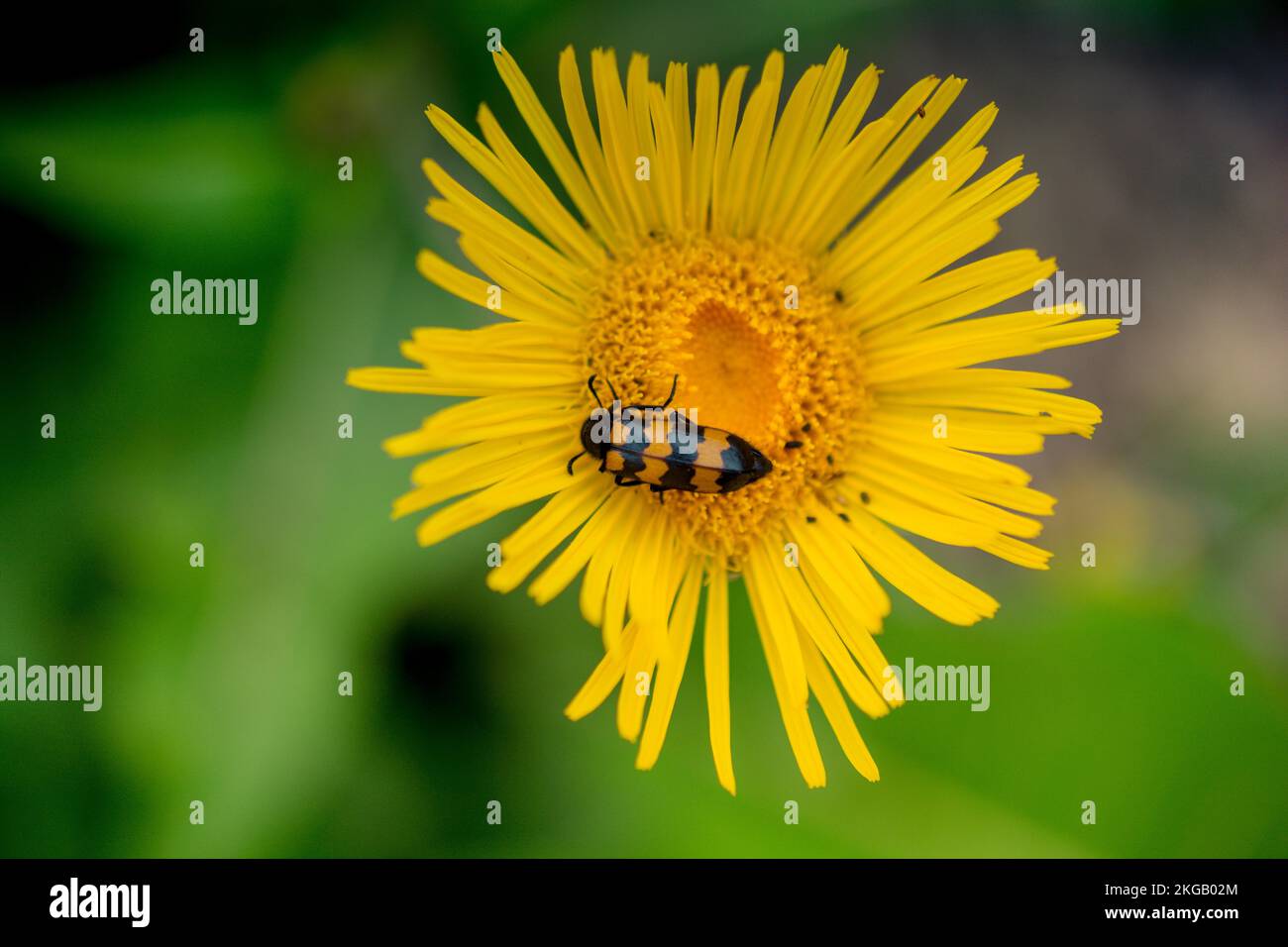 Insekten, die sich von einer Blume in der Natur ernähren Stockfoto