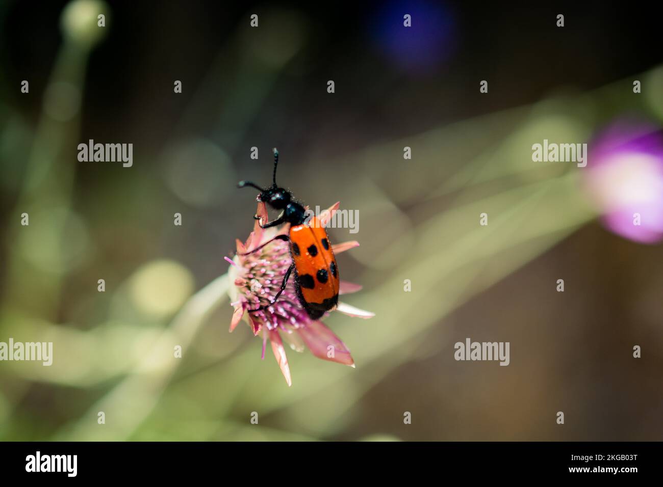 Insekten, die sich von einer Blume in der Natur ernähren Stockfoto