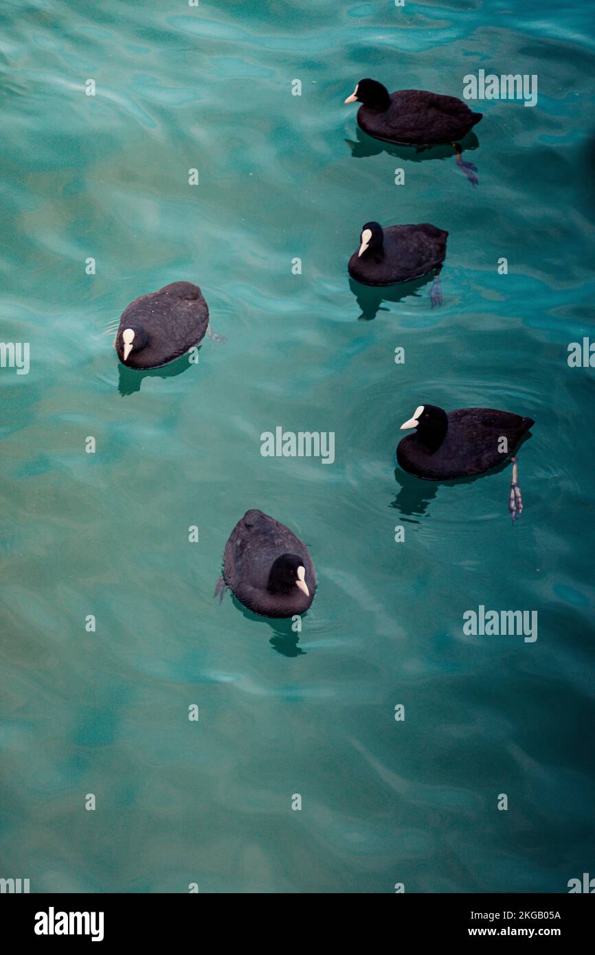 Niedlichen Vögel in Wasser als Bild der Tierwelt Stockfoto