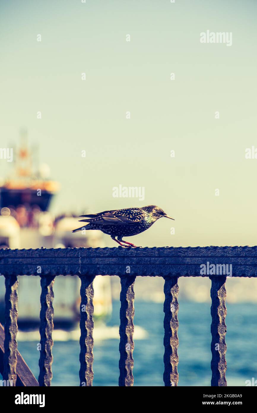 Süße Vogel als Bild der Tierwelt und Natur Stockfoto