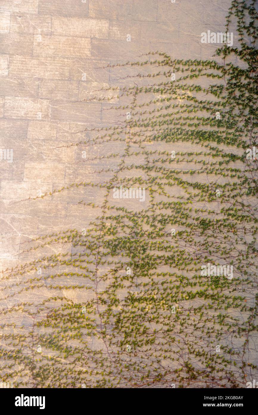 Grüne Pflanzen als Natur Hintergrund Textur Stockfoto