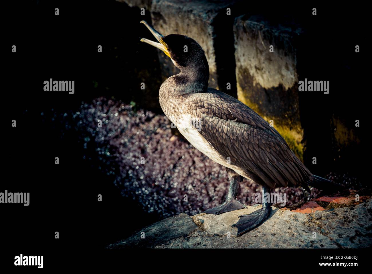 Süße Vogel als Bild der Tierwelt und Natur Stockfoto