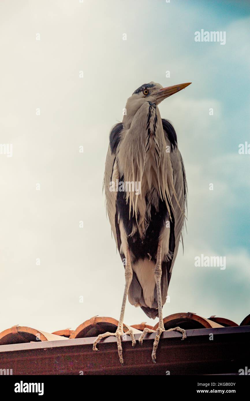 Süße Vogel als Bild der Tierwelt und Natur Stockfoto