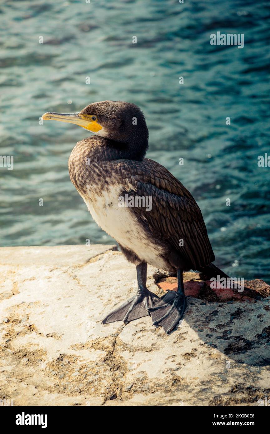 Süße Vogel als Bild der Tierwelt und Natur Stockfoto
