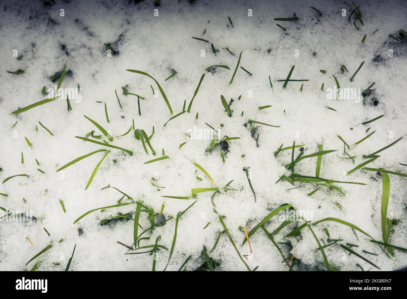 Gras Aufsteigen durch Schicht Schnee im kalten Winter Stockfoto