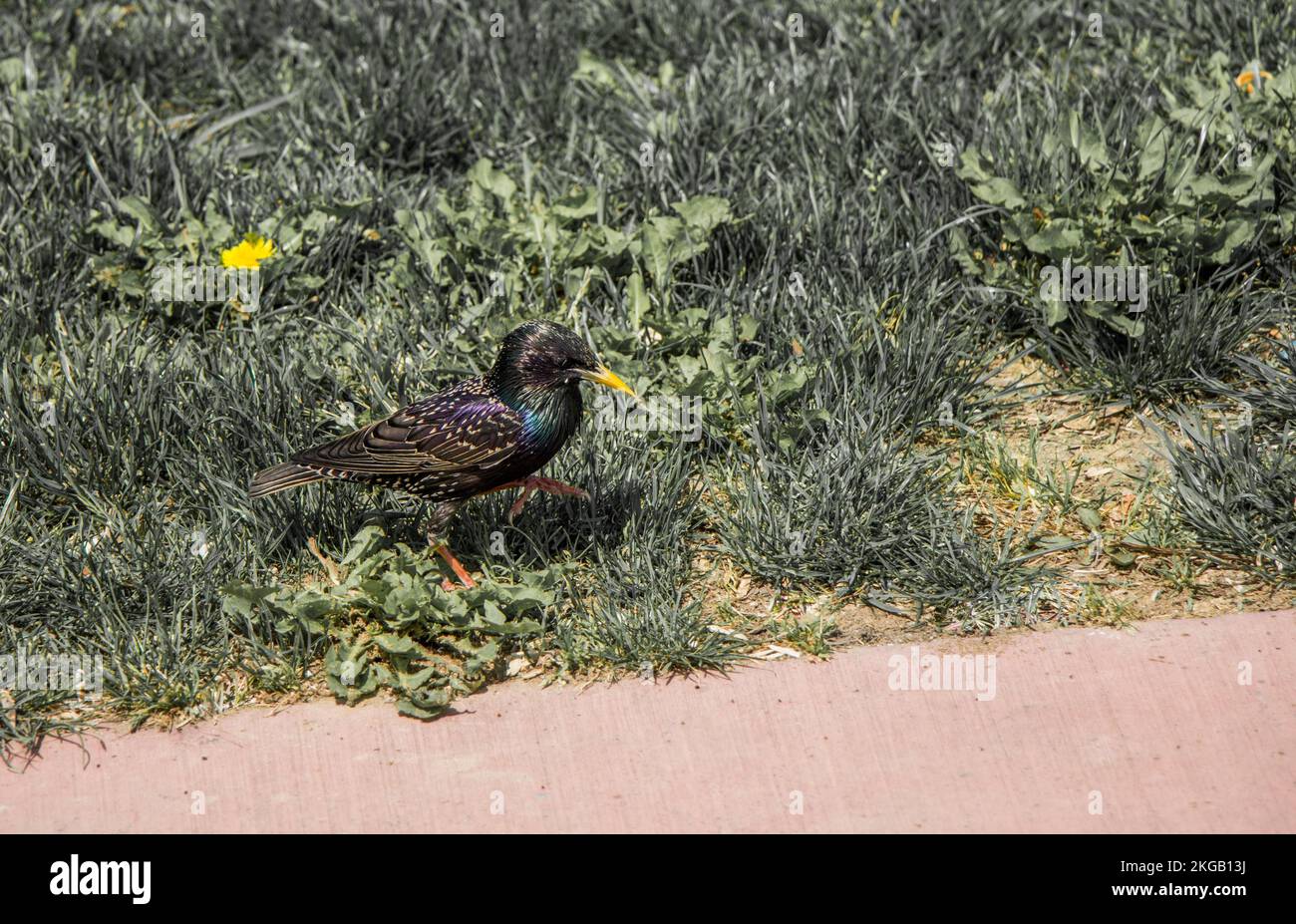 Süße Vogel als Bild der Tierwelt und Natur Stockfoto