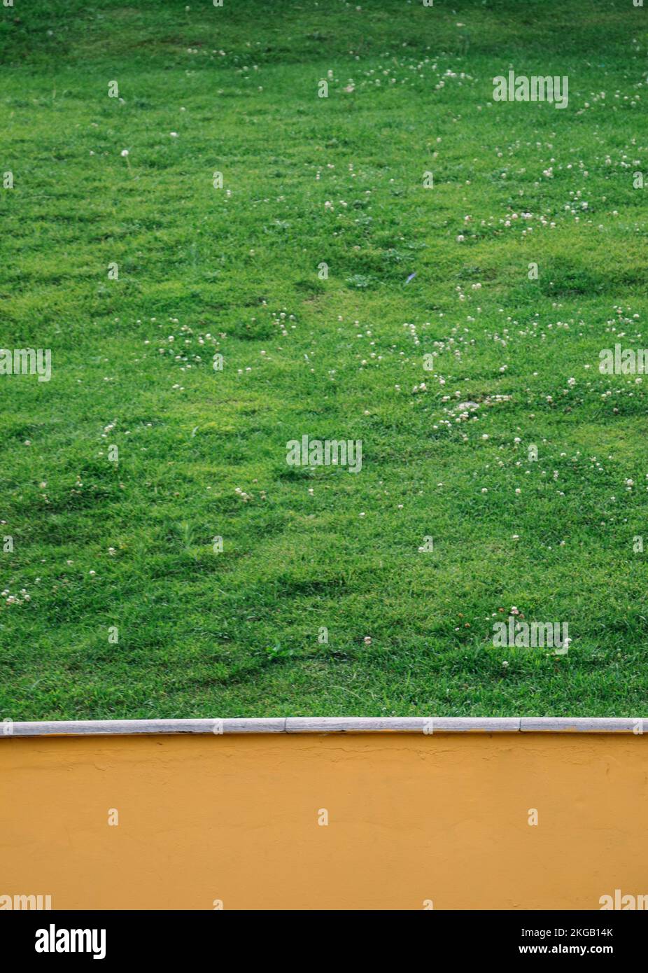 Grüne Pflanzen als Natur Hintergrund Textur Stockfoto