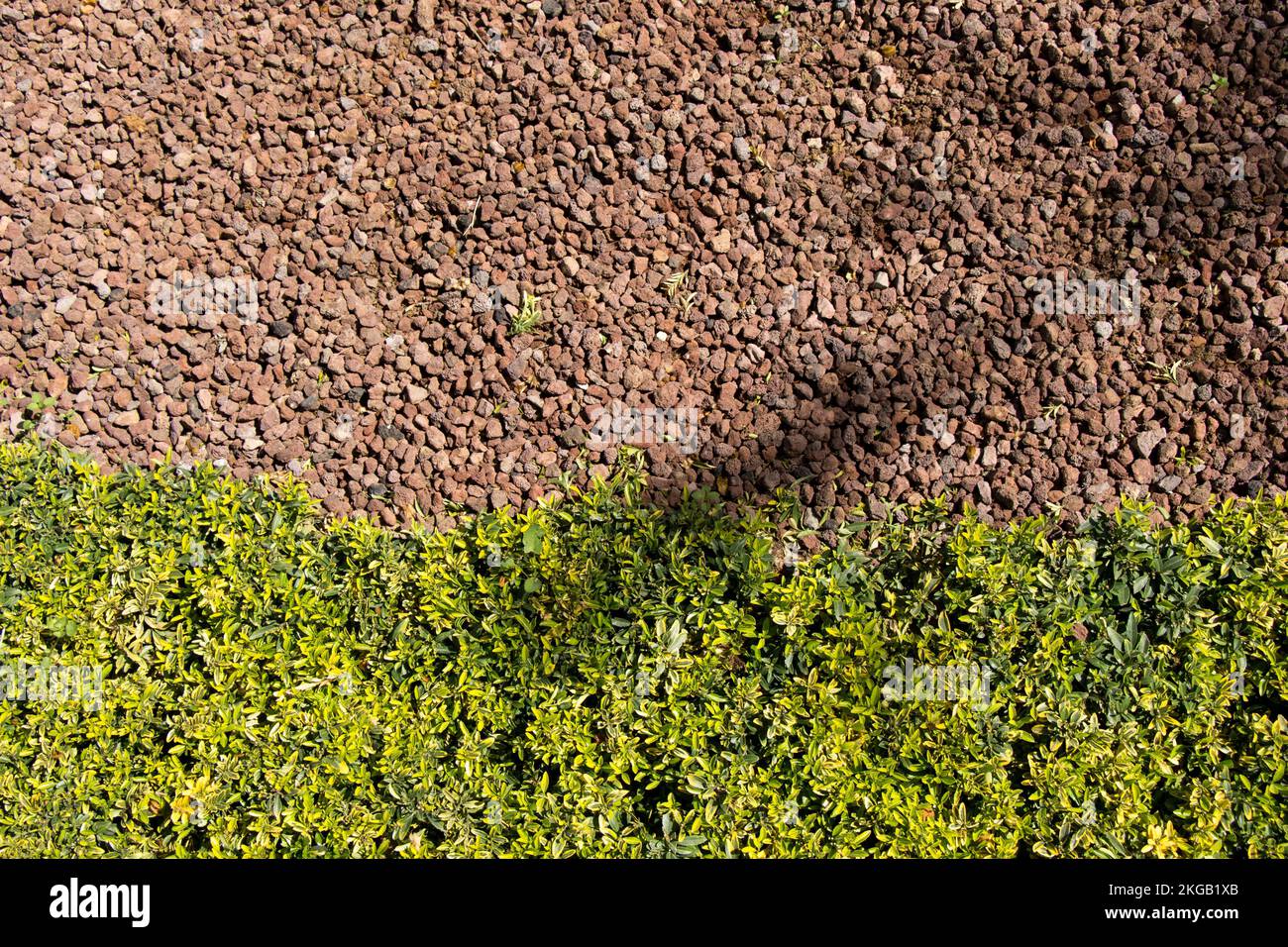 Grüne Pflanzen als Natur Hintergrund Textur Stockfoto