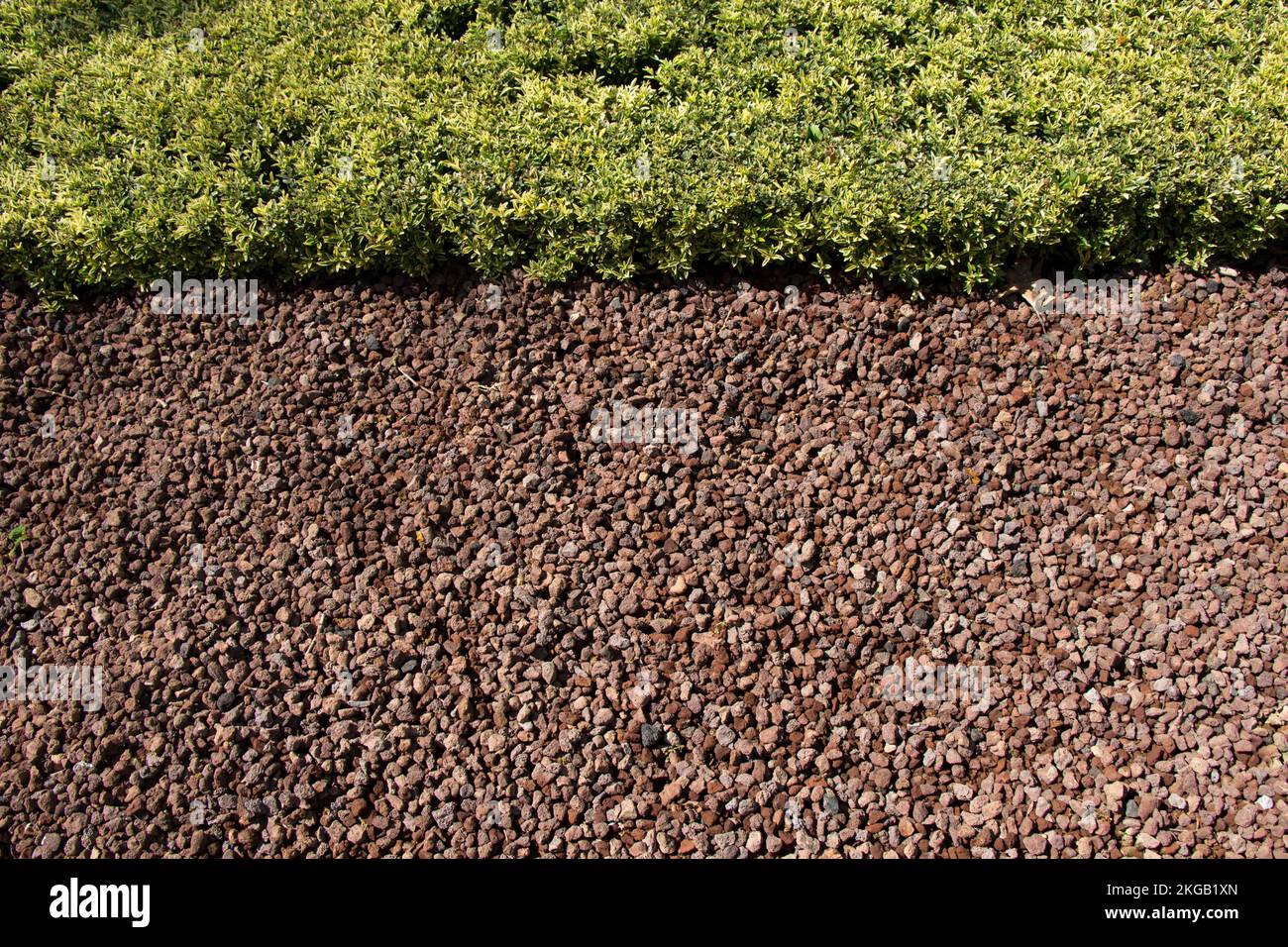 Grüne Pflanzen als Natur Hintergrund Textur Stockfoto