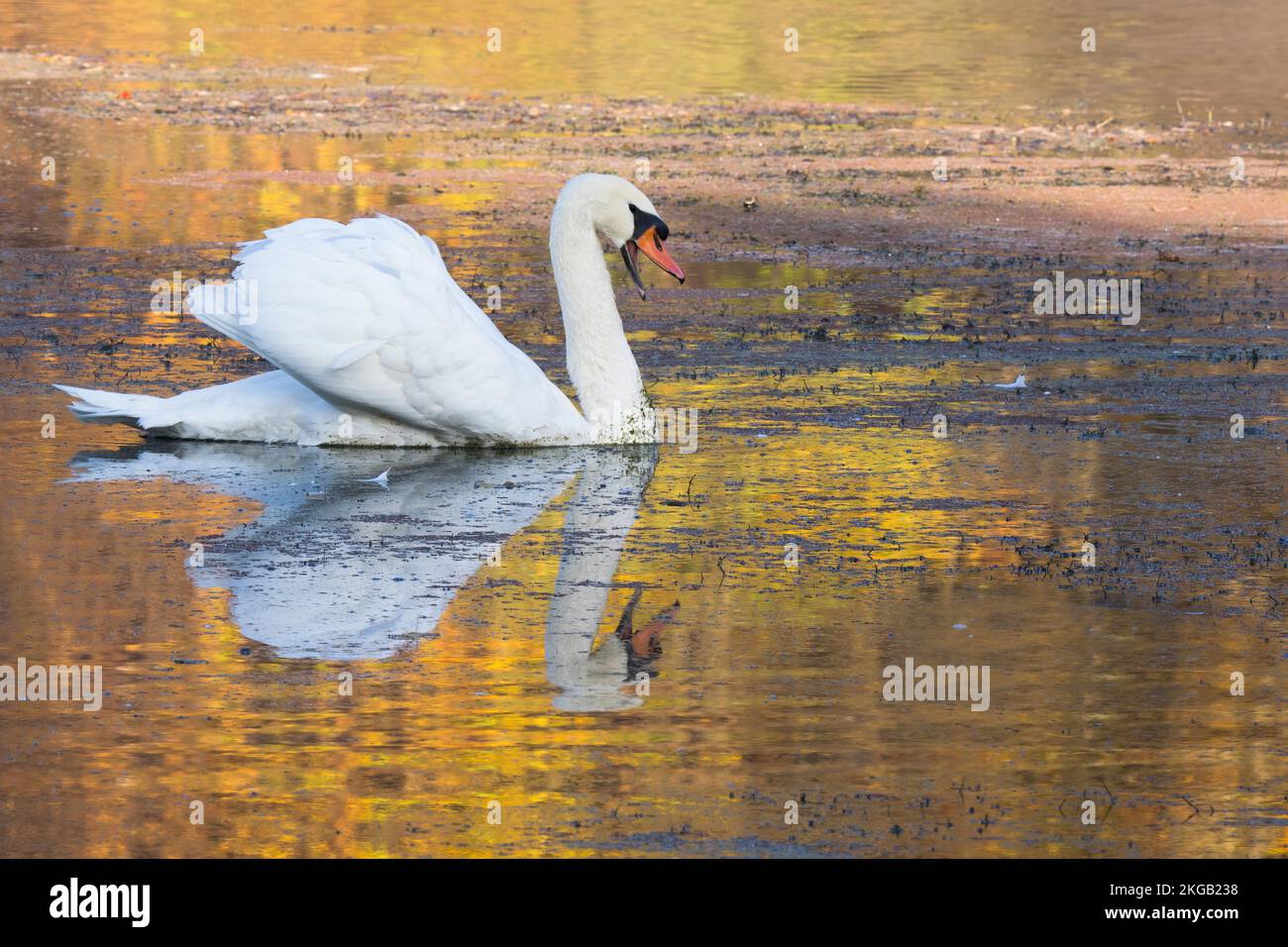 Swimming Mute Swan (Cygnus olor), offener Schnabel, Herbststimmung, Hessen, Deutschland, Europa Stockfoto