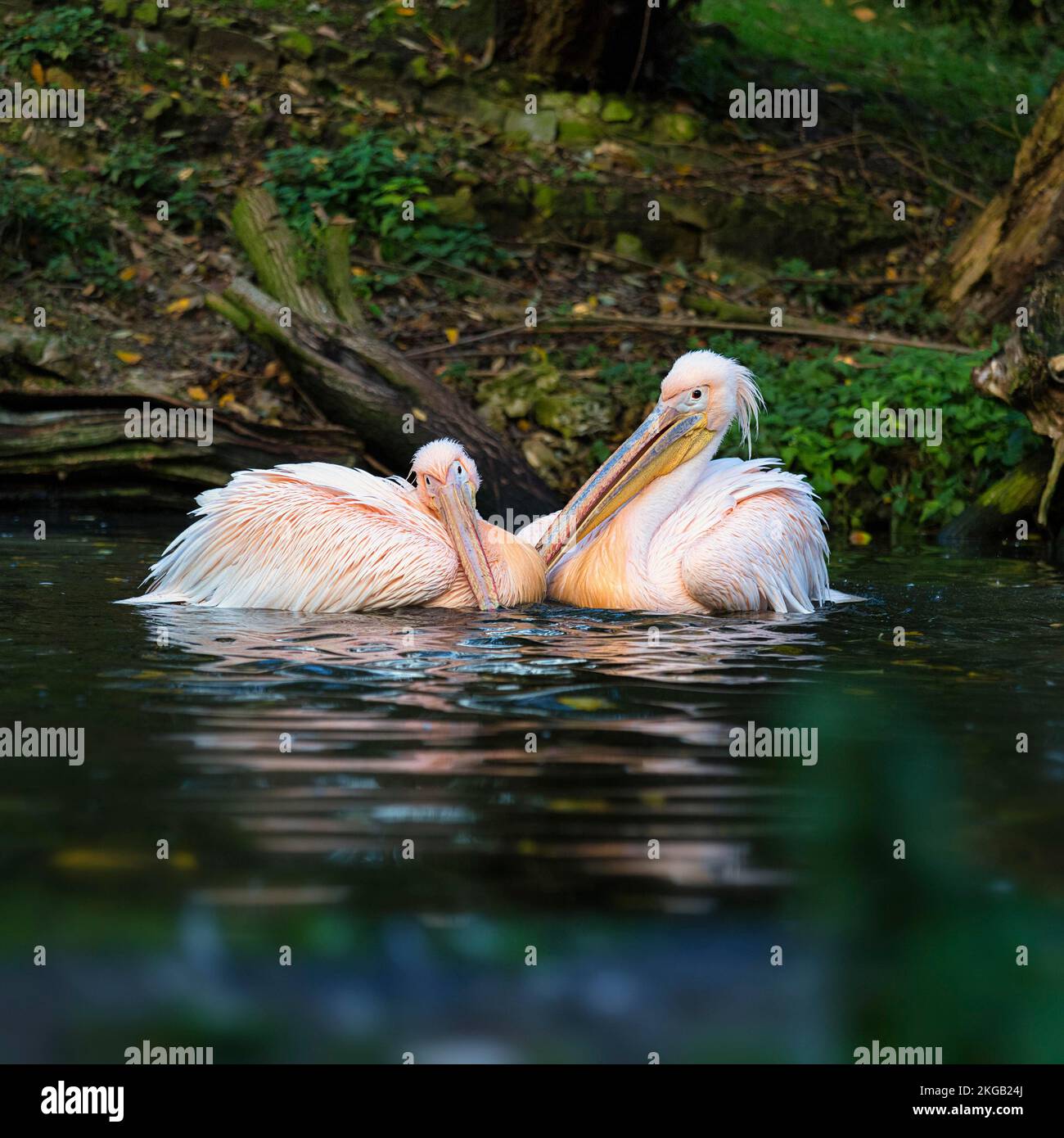 Große weiße Pelikane (Pelecanus onocrotalus), Paare, die im Teich schwimmen, in Gefangenschaft, Vogelpark Heiligenkirchen, Detmold, Ostwestfalen-Lippe, Nordrhein-W. Stockfoto