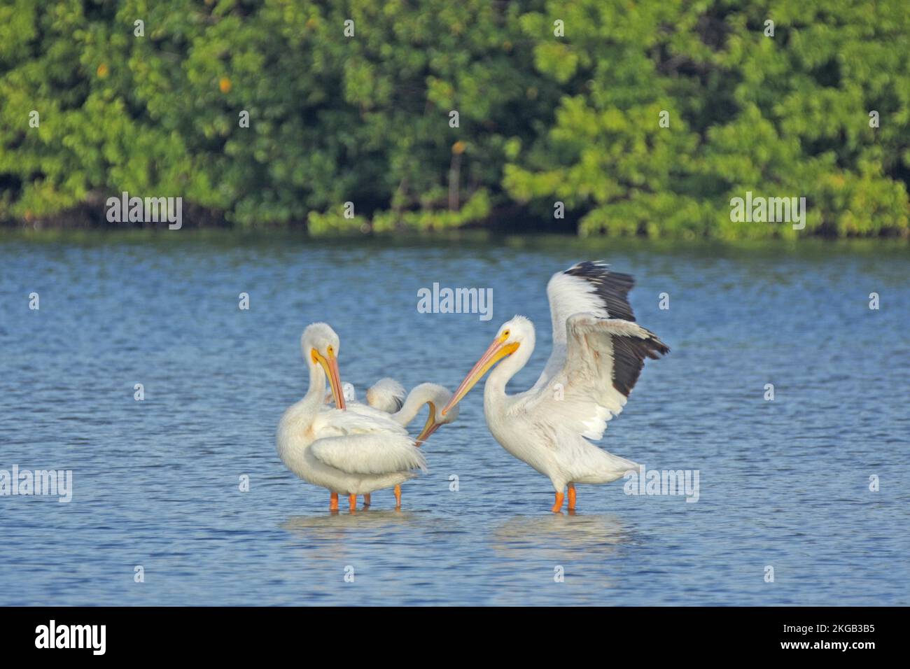 Zwei amerikanische weiße Pelikane (Pelecanus erythrorhynchos) im J. N. Ding Darling National Wildlife Refuge auf Sanibel Island, Florida, USA, North Amer Stockfoto