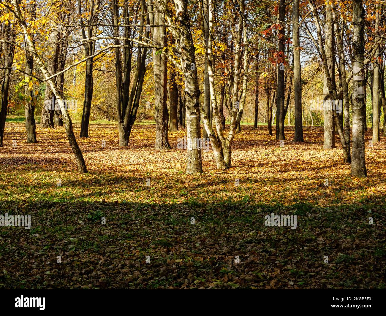 Überall in einem Herbstpark verstreut sind gefallene Blätter und Baumstämme Stockfoto