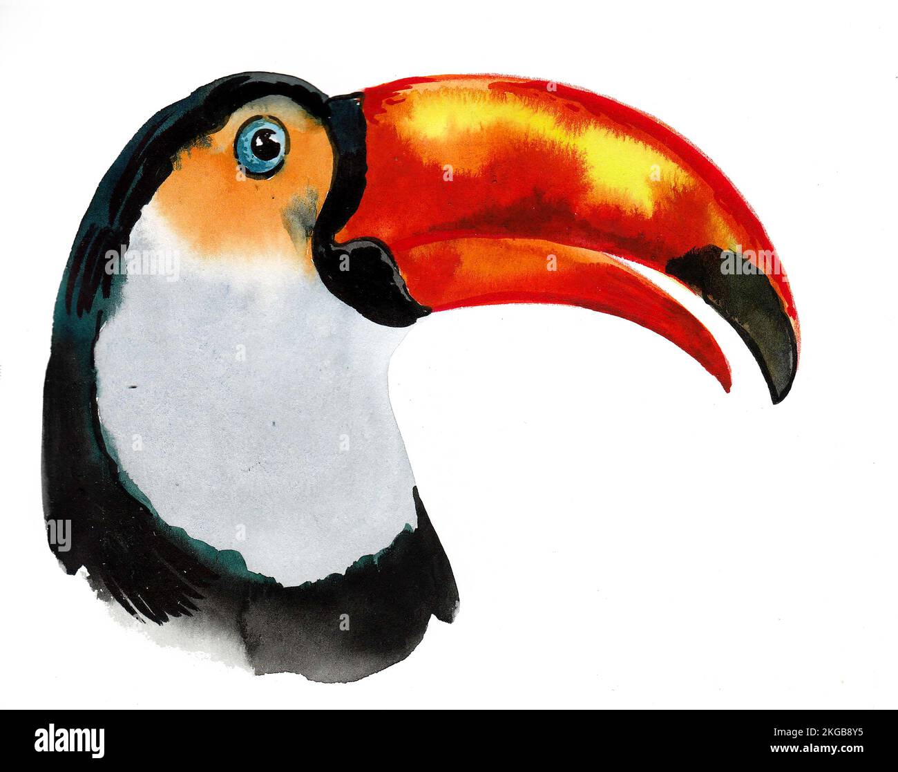 Toucan-Vogel mit einem großen Schnabel. Tinte und Aquarellzeichnung Stockfoto
