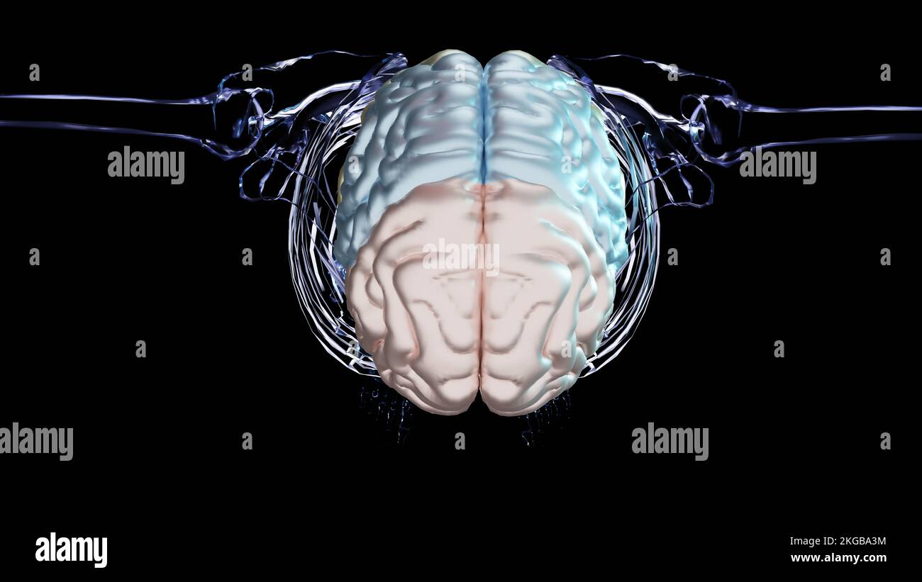 Anatomie des menschlichen Gehirns, Abschnitte sind durch farbige Flecken getrennt, medizinisches Diagramm mit parasympathischen und sympathischen Nerven. Medizinisch Stockfoto