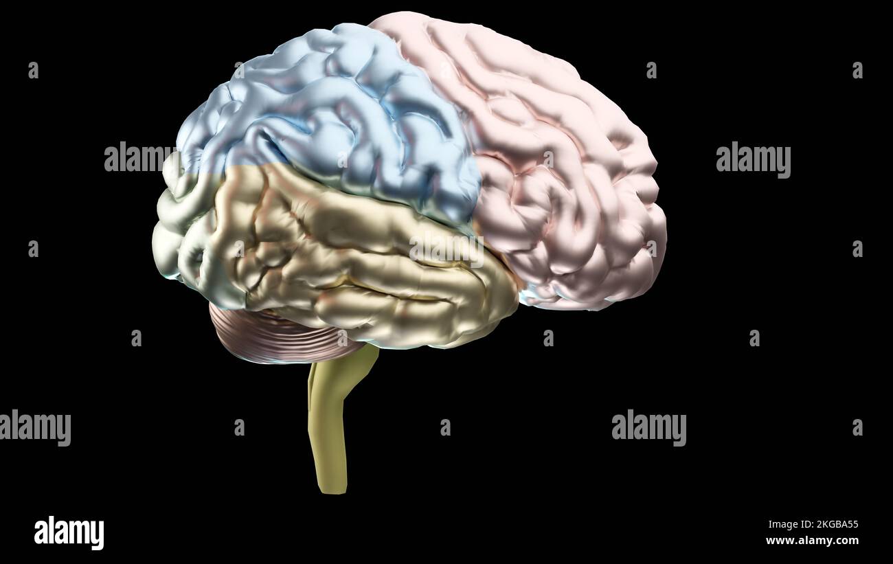 Anatomie des menschlichen Gehirns, Abschnitte sind durch farbige Flecken getrennt, medizinisches Diagramm mit parasympathischen und sympathischen Nerven. Medizinisch Stockfoto