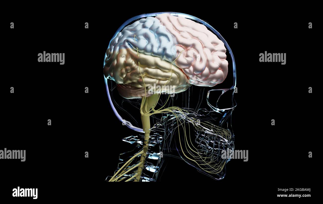 Anatomie des menschlichen Gehirns, Abschnitte sind durch farbige Flecken getrennt, medizinisches Diagramm mit parasympathischen und sympathischen Nerven. Medizinisch Stockfoto