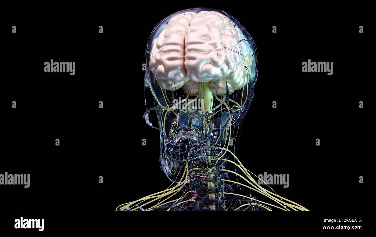 Anatomie des menschlichen Gehirns, Abschnitte sind durch farbige Flecken getrennt, medizinisches Diagramm mit parasympathischen und sympathischen Nerven. Medizinisch Stockfoto