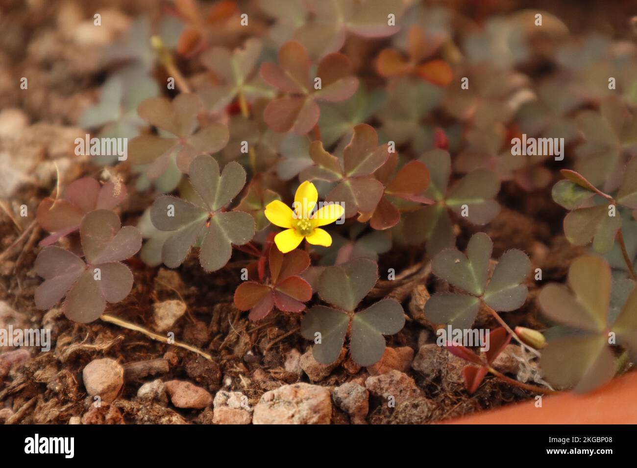 Nahaufnahme der Oxalis Curniculata Blume mit Kies in einer Vase Stockfoto