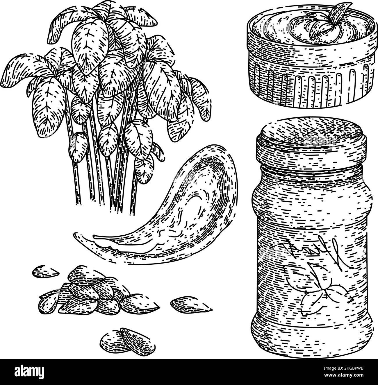 Pesto-Soße Basilikum-Set Skizze von Hand gezeichneter Vektor Stock Vektor